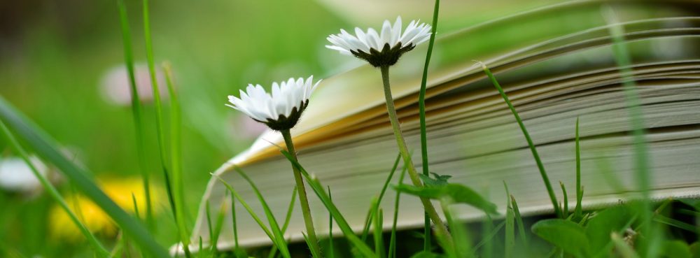 Wendy Maddison (Writer)