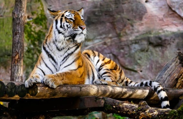 animal-big-cat-jungle-236601