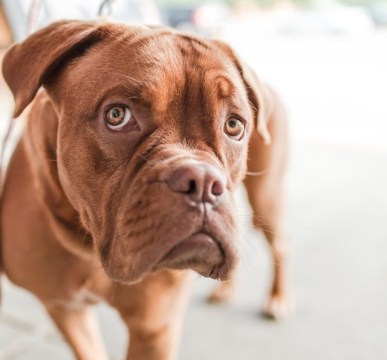 animal-boxer-brown-2007 gratisography