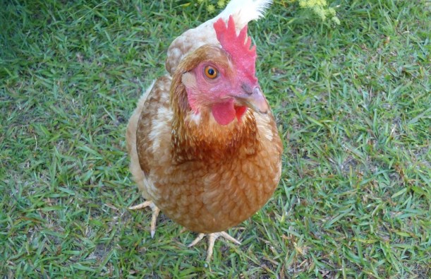 Smart looking chicken - WMegget 31-01-2018